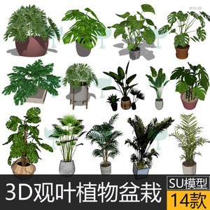 3D室内观叶植物SU模型盆栽水泥花盆龟背竹春羽天堂鸟椰子