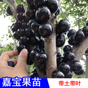 新品种台湾四季嘉宝果树苗嫁接苗四季早生艾斯卡树葡萄苗当年结果