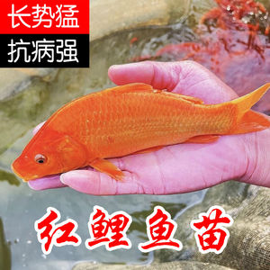 正宗优质兴国红鲤鱼荷包红鲤鱼苗可食用可观赏淡水养殖活体鱼包活