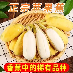 现摘广西小米蕉当季新鲜水果自然熟苹果蕉香蕉帝皇焦粉焦