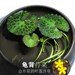 稀有品种龟背荇菜睡莲碗莲浮萍水草活体植物净化水质一叶莲水族箱