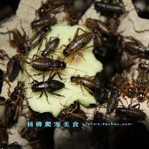 活体黑蟋蟀 蟋蟀活体 大号蟋蟀 油葫芦蟋蟀活体饲料1.5cm~3cm包邮