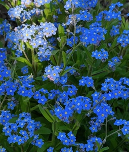 花木兰的花园 高山勿忘我庭院地栽蓝色开花植物