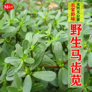 马齿苋种子野生马芷苋种籽长寿菜阳台盆栽四季野菜保健蔬菜种孑籽