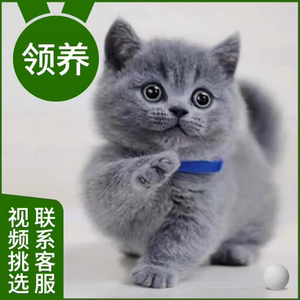 猫咪活物宠物幼猫暹罗蓝猫英短幼崽布偶橘猫小猫金银渐层猫猫美短