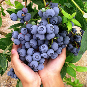 蓝莓树果苗南北方种植庭院盆栽地栽耐寒落叶植物原土发货当年结果