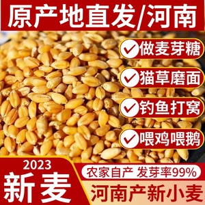 2023年麦子+小麦新麦粒种籽胚芽100斤带皮做麦芽糖猫草发芽