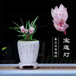 兰花苗 春兰 宝莲灯 冬带浓香花苞 花卉盆景绿植物盆栽室内阳台