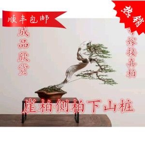 真柏盆景树桩 淘宝拼多多热销真柏盆景树桩货源拿货 阿里巴巴货源