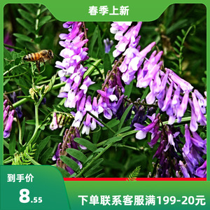 光叶紫花苕种子毛苕子种子果园绿肥种籽养蜂蜜源植物牧草草籽包邮