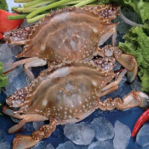 新鲜冰鲜鲜活野生梭子蟹冷冻速冻海蟹螃蟹海鲜礼盒海鲜大礼包搭配