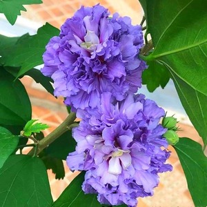 新品小木槿玲珑重瓣木槿花苗蓝莓紫玉阳台庭院绿植庭院盆栽花卉植
