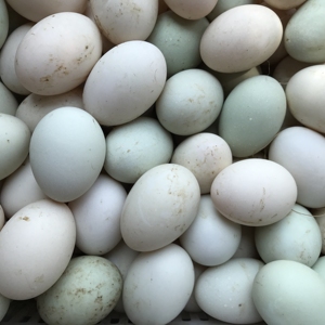 顺丰包邮绍兴麻鸭种鸭场蛋鸭产蛋量高受精率高种蛋可孵化新鲜鸭蛋