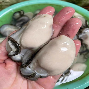 新鲜活现剥广东井州生蚝肉去壳牡蛎水产即食烧烤大海蛎子3斤包邮