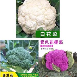 名花三色种子混搭熟西兰花紫花菜白椰菜蔬菜种子三色花菜蔬菜种子