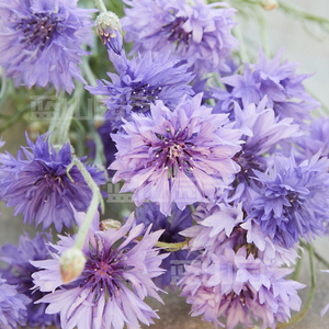 矢车菊 矮生 雪青色 白色  耐寒丰花 切花 庭院花园阳台 盆栽苗