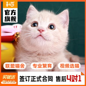 【15天质保】 宠物猫活体纯种曼基康矮脚猫幼猫橘白乳白短腿