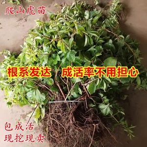 爬山虎爬藤绿植物四季长青藤室外庭院三五叶护坡藤蔓攀爬墙虎树苗