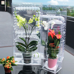 西元吸塑蝴蝶兰花苗花卉植物包装礼盒运输透明吸塑盒子来图可定制