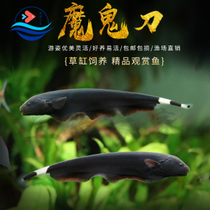 【魔鬼刀鱼】魔鬼刀鱼品牌、价格 - 阿里巴巴
