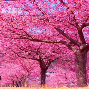 正宗日本樱花树苗小苗南北方庭院地栽盆栽花树园林植物风景树