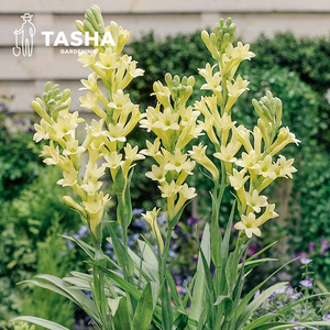 塔莎的花园 晚香玉开花盆栽种球多年生白色重瓣浓香阳台花园花卉