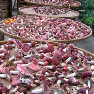红菇干货500g特产 野生红蘑菇 开伞红菌菇野生菌食材非云南月子菇