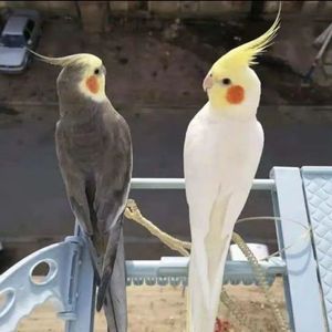 玄凤鹦鹉活体会说话手养宠物白子黄化珍珠原始灰玄凤一对可繁殖鸟
