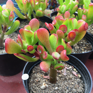 摇钱树吸财树钱串元宝一帆风顺彩扇多肉植物办公室桌面组合盆栽 阿里巴巴找货神器