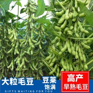莱毛豆种子农家日本青黄豆大种籽高产鲜食四季播种早熟春夏蔬菜籽