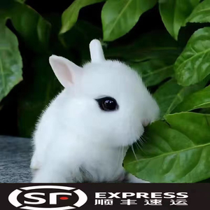 兔子活物宠物兔白色凤眼侏儒兔家养茶杯兔情侣儿童礼物好养活包邮
