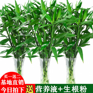 富贵竹水培植物转运开运竹花卉绿植盆栽绿萝室内花客厅水养节节高