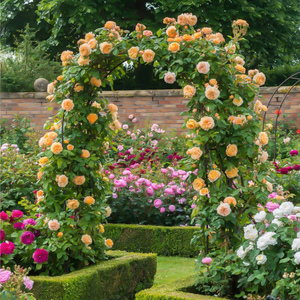 玛格丽特王妃中苗 抗病好 玫瑰月季花苗 种好包邮 盆栽绿植