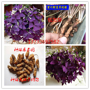 紫花酢浆草 淘宝拼多多热销紫花酢浆草货源拿货 阿里巴巴货源 紫花酢浆草 淘宝拼多多热销紫花酢浆草货源拿货 阿里巴巴货源