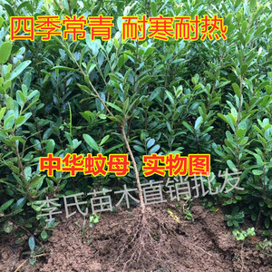 中华小叶蚊母小苗盆景造型绿化工地文母四季常青好打理耐寒树种