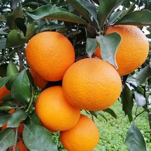 爆款四川青见果冻橙当季整箱新鲜桔子蜜橘孕妇水果优选大果爆汁多