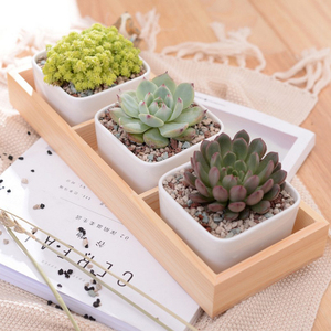 多肉植物陶瓷花盆花器日式带木盒组合白色白瓷收纳盒小花盆包邮