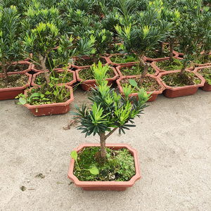 台湾米叶雀舌罗汉松树苗盆栽高档中式盆景配材室外绿植迎客松小苗