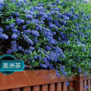 进口美洲茶盆栽带花苞 耐寒多年生灌木花卉 阳台庭院匍匐蓝色植物