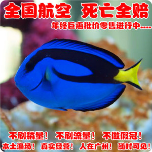 海水鱼海水鱼珊瑚活体吊类鱼/开口蓝吊不同尺寸不同价格
