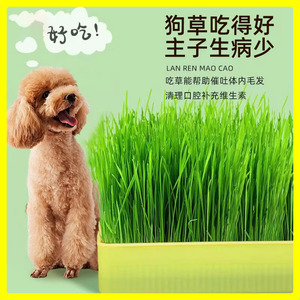 狗草狗可以吃的草狗狗食用草种子宠物排毛球猫草小麦草清洁口腔