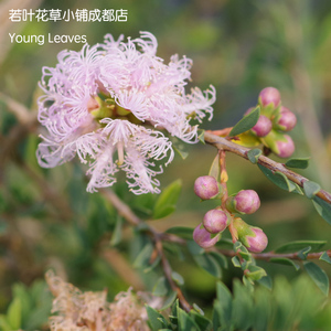 粉色 棉花糖 蕾丝 白千层 澳洲茶 灌木Melaleuca thymifolia 盆栽