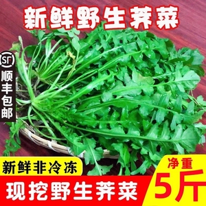 现挖野生荠荠菜5斤馄饨饺子馅新鲜野菜地丁菜菱角芨芥菜顺丰包邮3