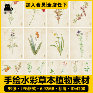 手绘水彩本草中草药植物花卉图鉴绘画作品电子版设计jpg图片素材