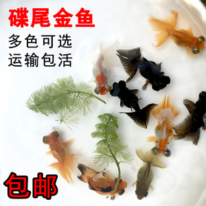 精品金鱼活体红蝶尾观赏鱼冷水淡水水族宠物鱼红黑龙睛包邮活体鱼