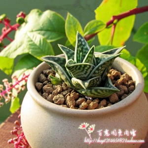 姬千代田锦 芦荟多肉植物条纹十二卷类绿植花卉盆栽百惠园多肉 阿里巴巴找货神器 姬千代田锦 芦荟多肉植物条纹十二卷类绿植花卉盆栽百惠园多肉 阿里巴巴找货神器