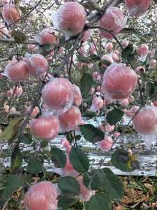运城临猗红富士苹果，自家种植，无蜡纯天然无公害产品，新鲜