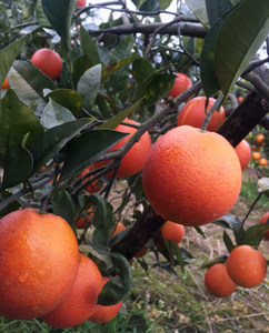 10斤四川自贡血橙当季新鲜水果塔罗科血橙手剥橙子新鲜水果