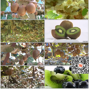 猕猴桃奇异果绿色健康有机营养视频素材水果果园有机种植园宣传片