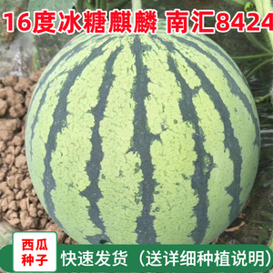 西瓜种子高产早熟薄皮超甜麒麟瓜8424美都四季懒汉特大巨型种籽孑